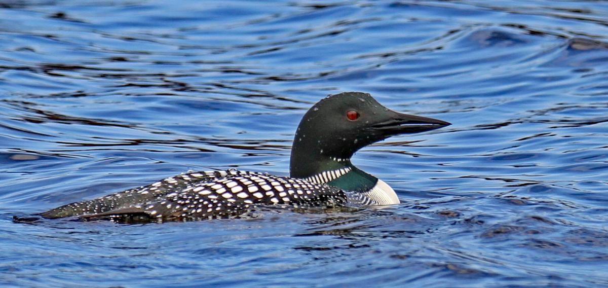 John McCormack: Common Loon